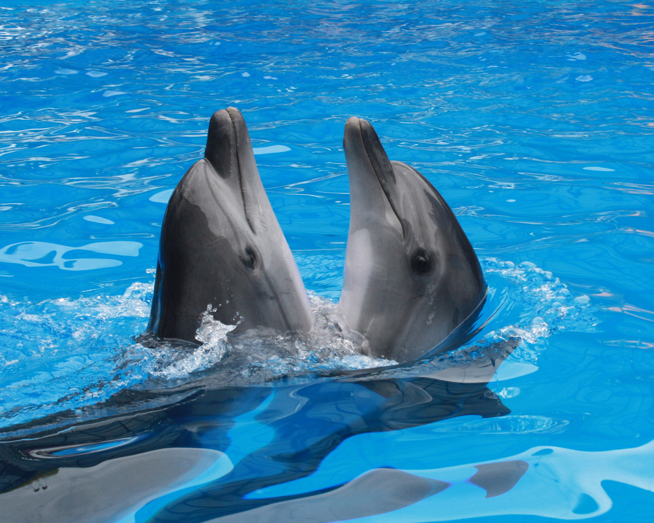 Дельфин 2 группа. Дельфины. Дельфины в море. Дельфины два. Дельфин картинка.
