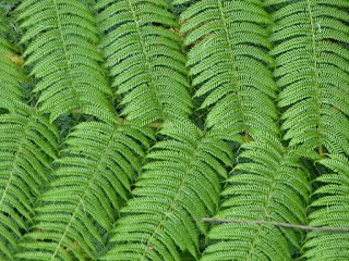 Cyathea sp. - Fanjan - Fougères arborescentes de la Réunion Cyathea sp. - Fanjan - Fougères arborescentes de la Réunion