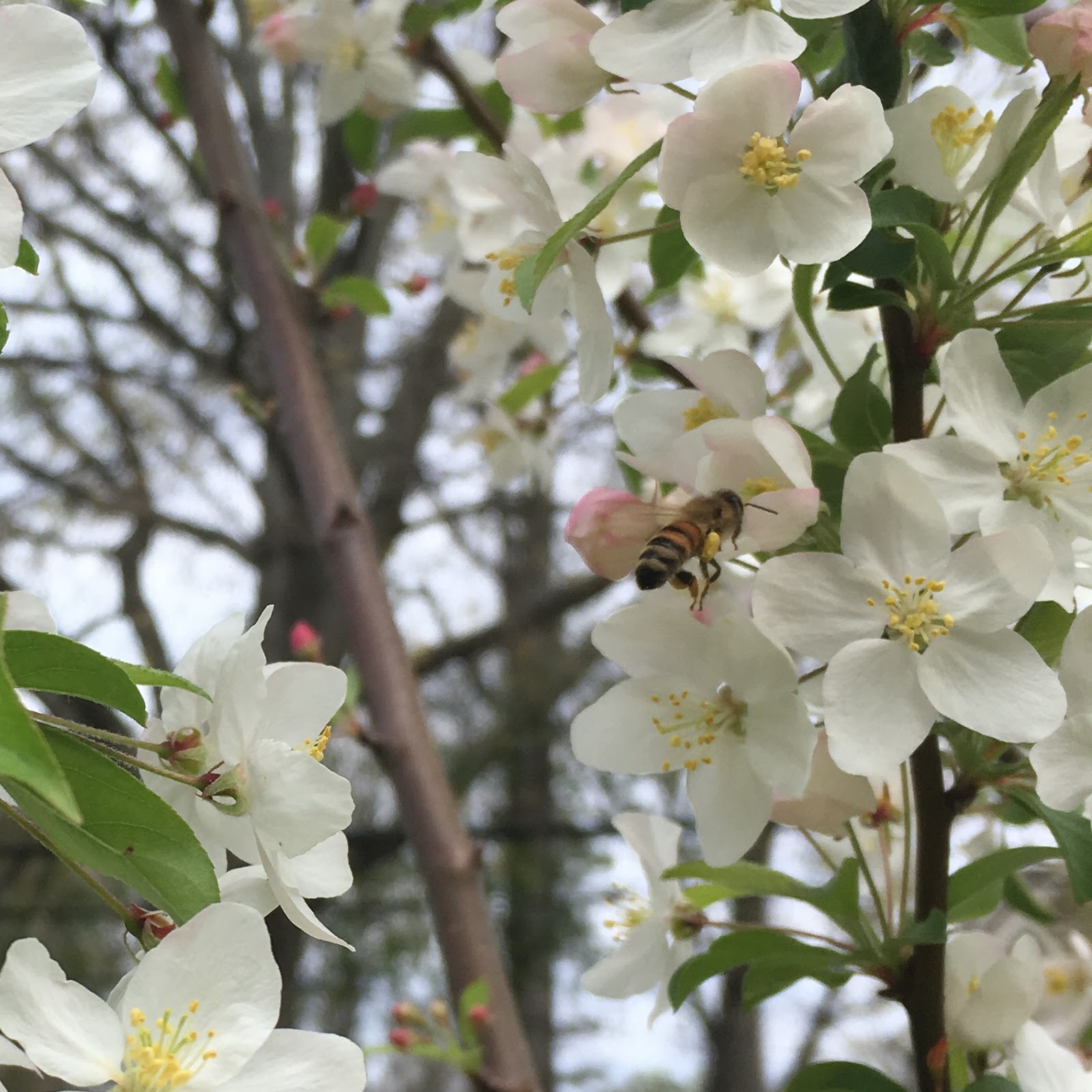 bee surprised Native Crabapple Tree Mar '18