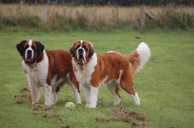 Dünyanın En Büyük Köpek Irkları Nelerdir ? Dünyanın En Büyük Köpek Irkları Nelerdir ?