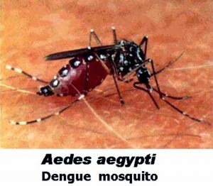 foto nyamuk demam berdarah - gambar hewan