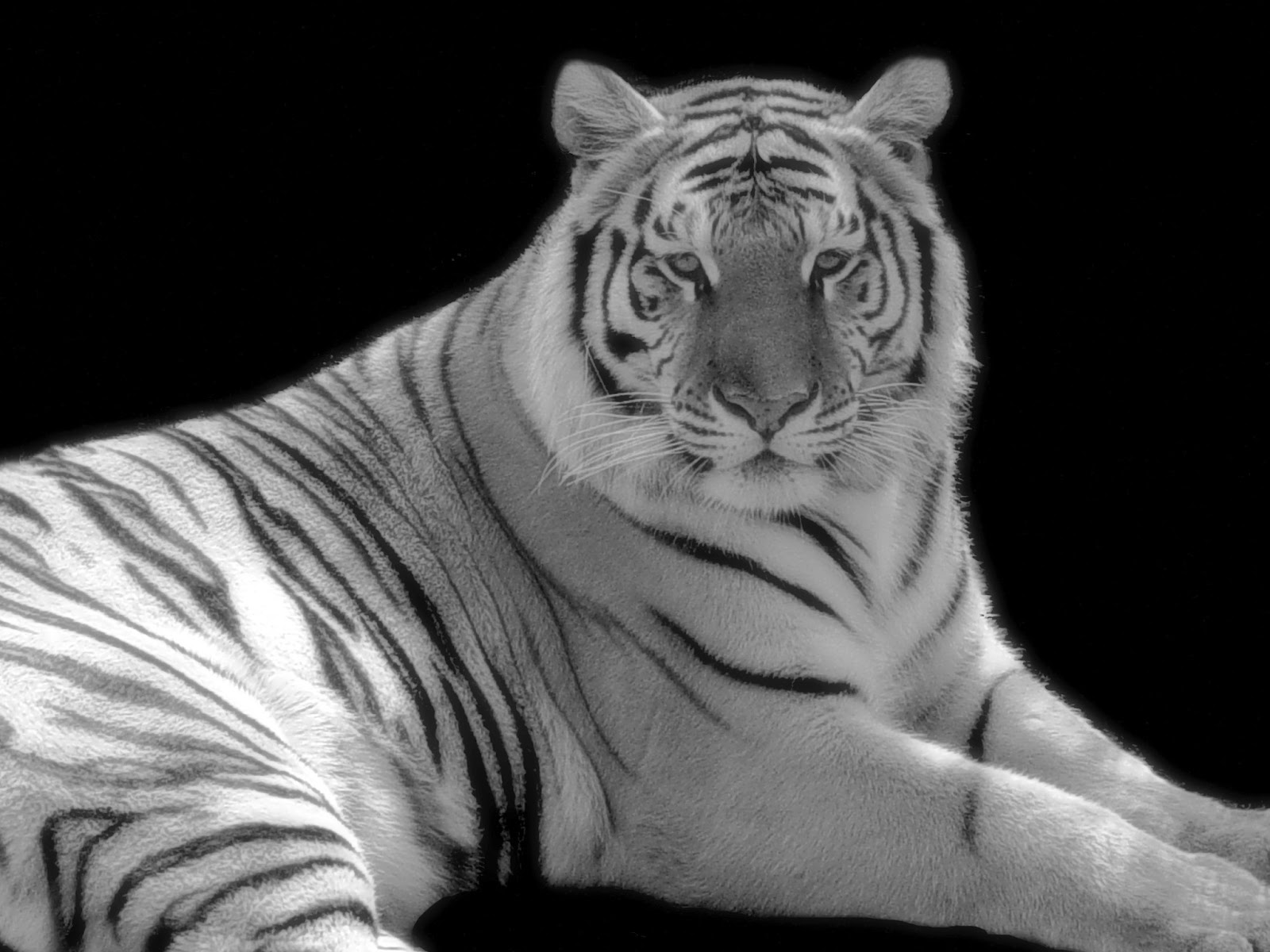 Feng Shui 8 Mansions Celestial Creatures White Tiger Feng Shui Celestial Creatures White Tiger