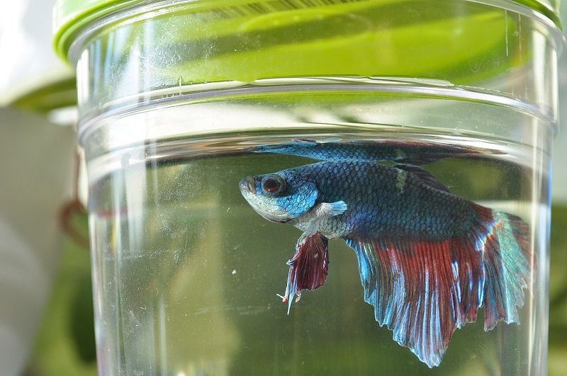 The Foolproof Can a Betta Fish Live in a Bowl, Strategy Image The Foolproof Can a Betta Fish Live in a Bowl, Strategy