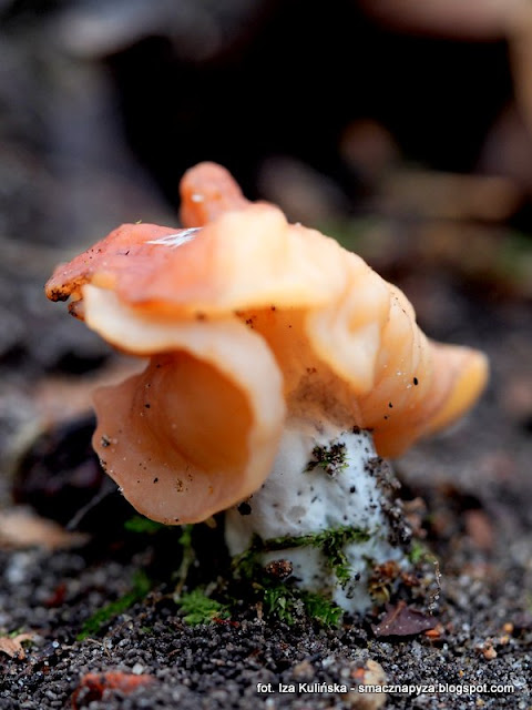 piestrzenica-wzniesiona discina fastigiata, gyromitria, grzyby chronione, atlas grzybow, grzyby gatunkami, gatunek, jaki to grzyb, las bemowski, wiosna, mykologia, grzybobranie