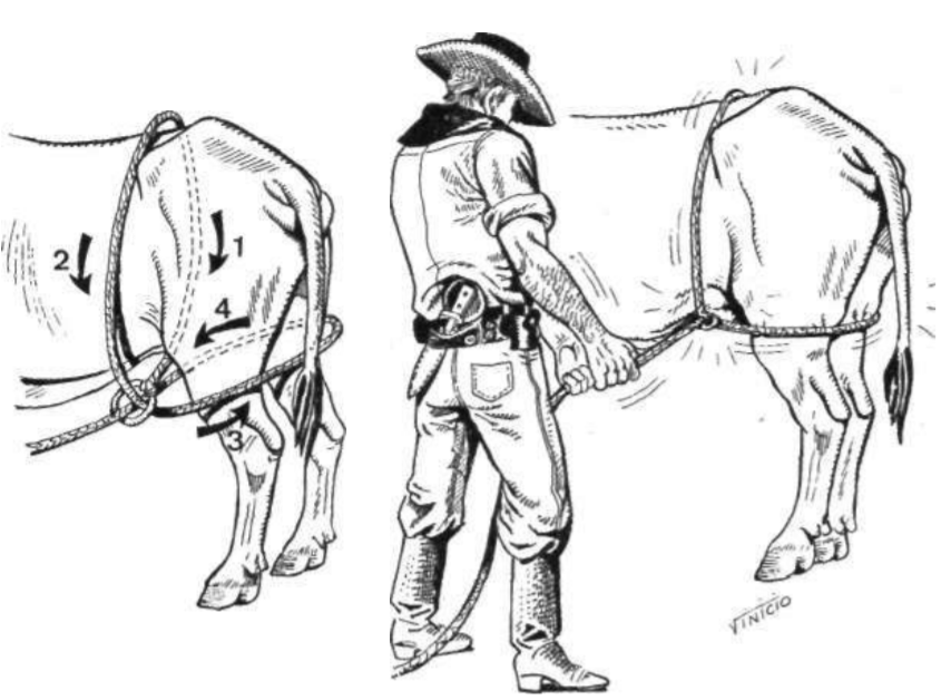 Fig. 1.13 Método de derrubamento de bovinos segundo Almeida e Barros, 1975. metodo-almeida-barros-derrubamento-bovinos