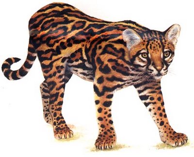 Jaguatirica ou Gato do Mato (Leopardus tigrinus) Jaguatirica ou Gato do Mato (Leopardus tigrinus)