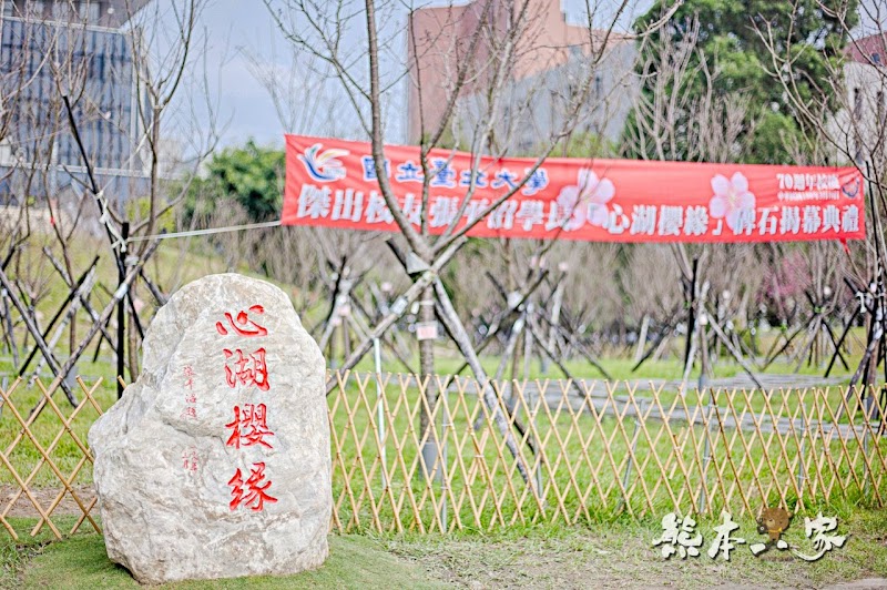 心湖櫻緣|三峽台北大學「心湖櫻花步道」-杜鵑、吉野櫻、木棉花齊綻放