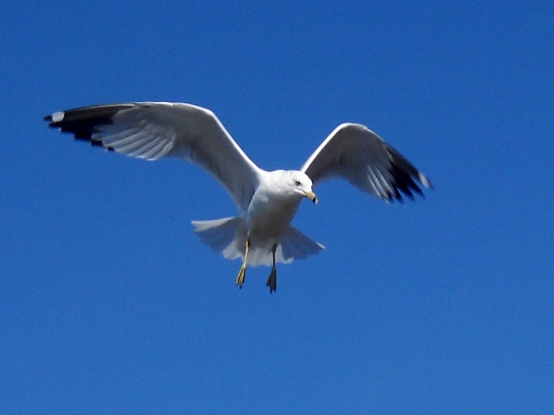 White Rock Lake, Dallas, Texas Birds in flight The Ringbilled Gulls