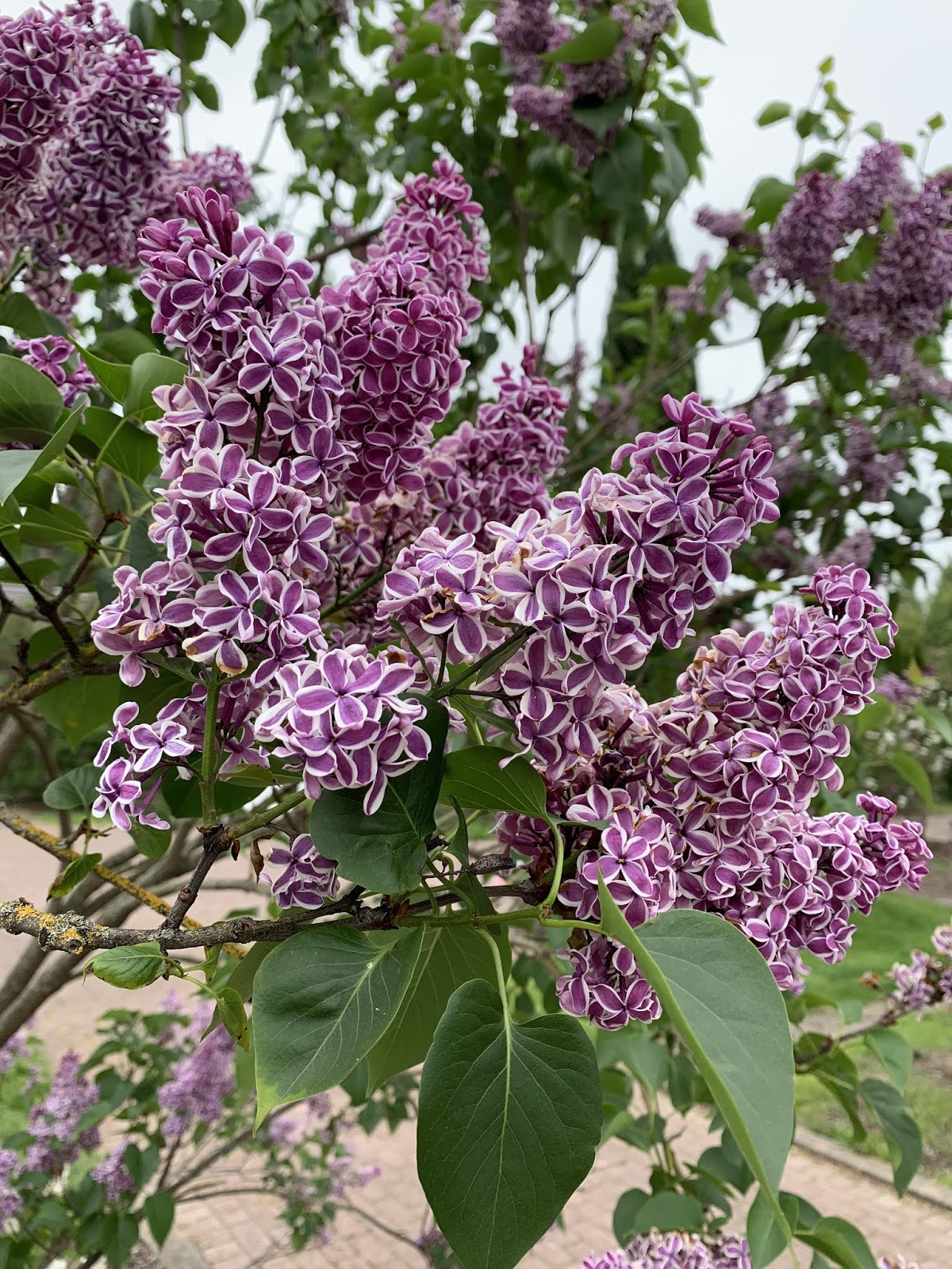 Stream of Consciousness Lilacs for Mother’s Day
