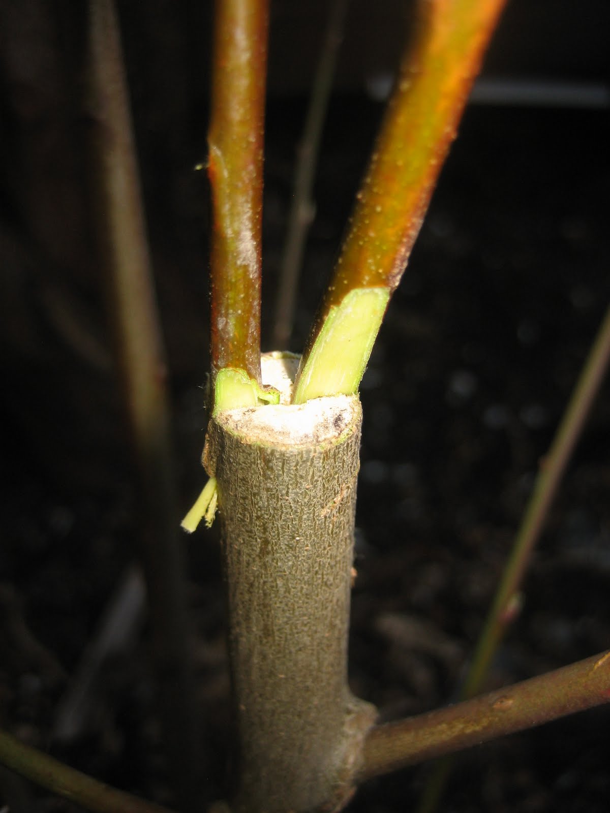Tine and Topher Grafting Fruit Trees for Sleeping Babies