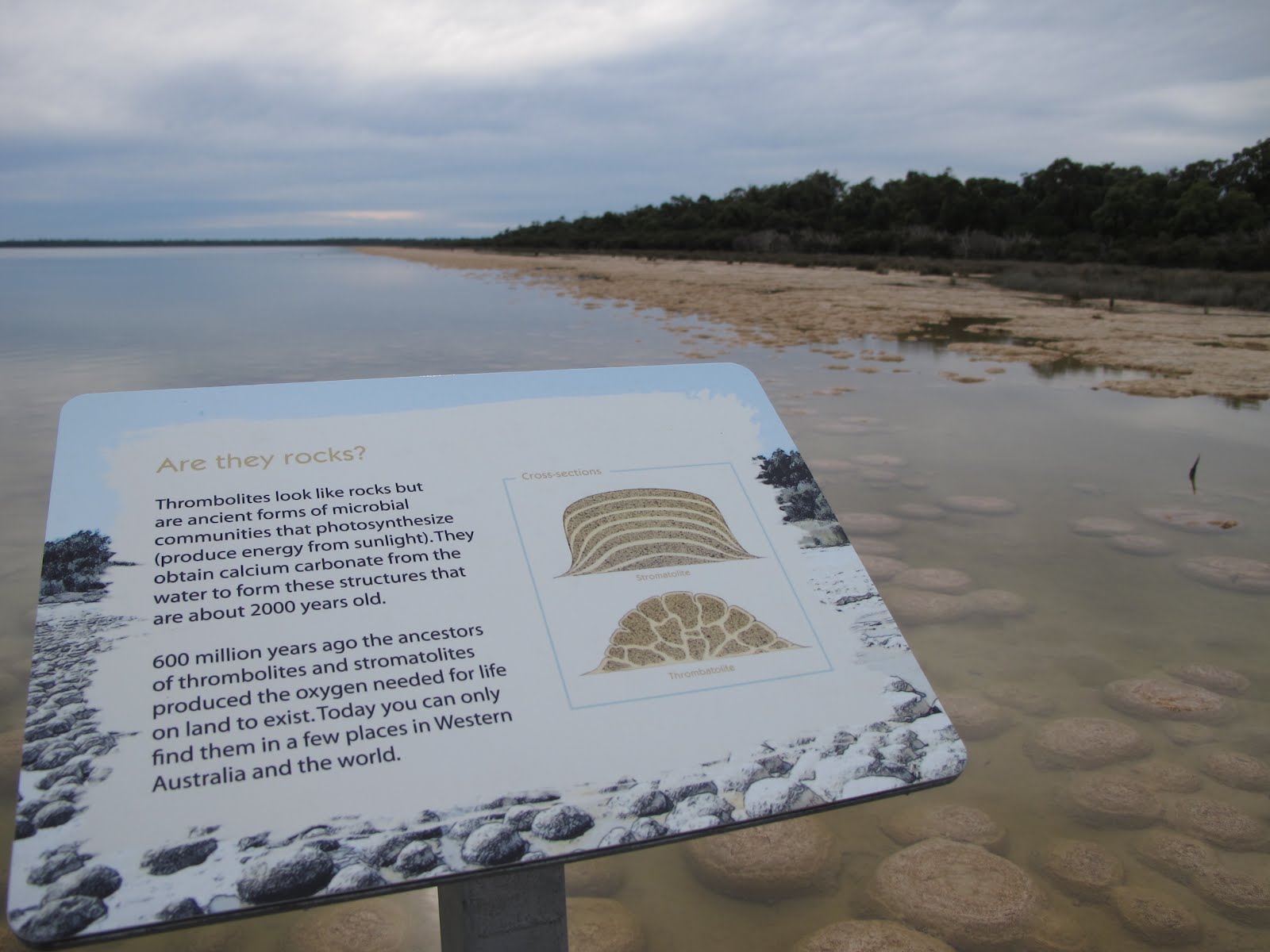 Thrombolites at Lake Clifton The Cube
