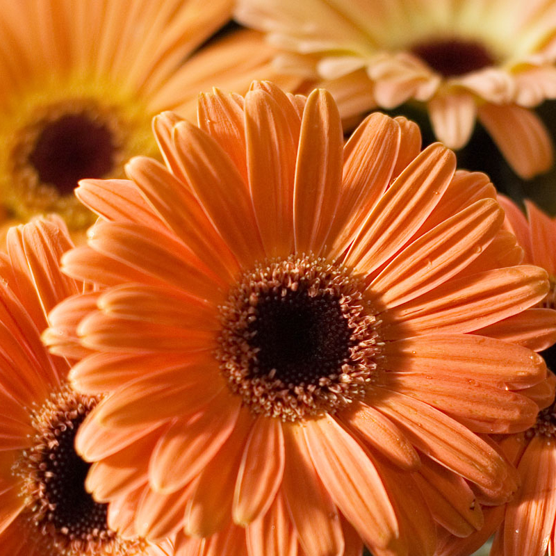 Daisy flowers Learning About the Daisy Flower