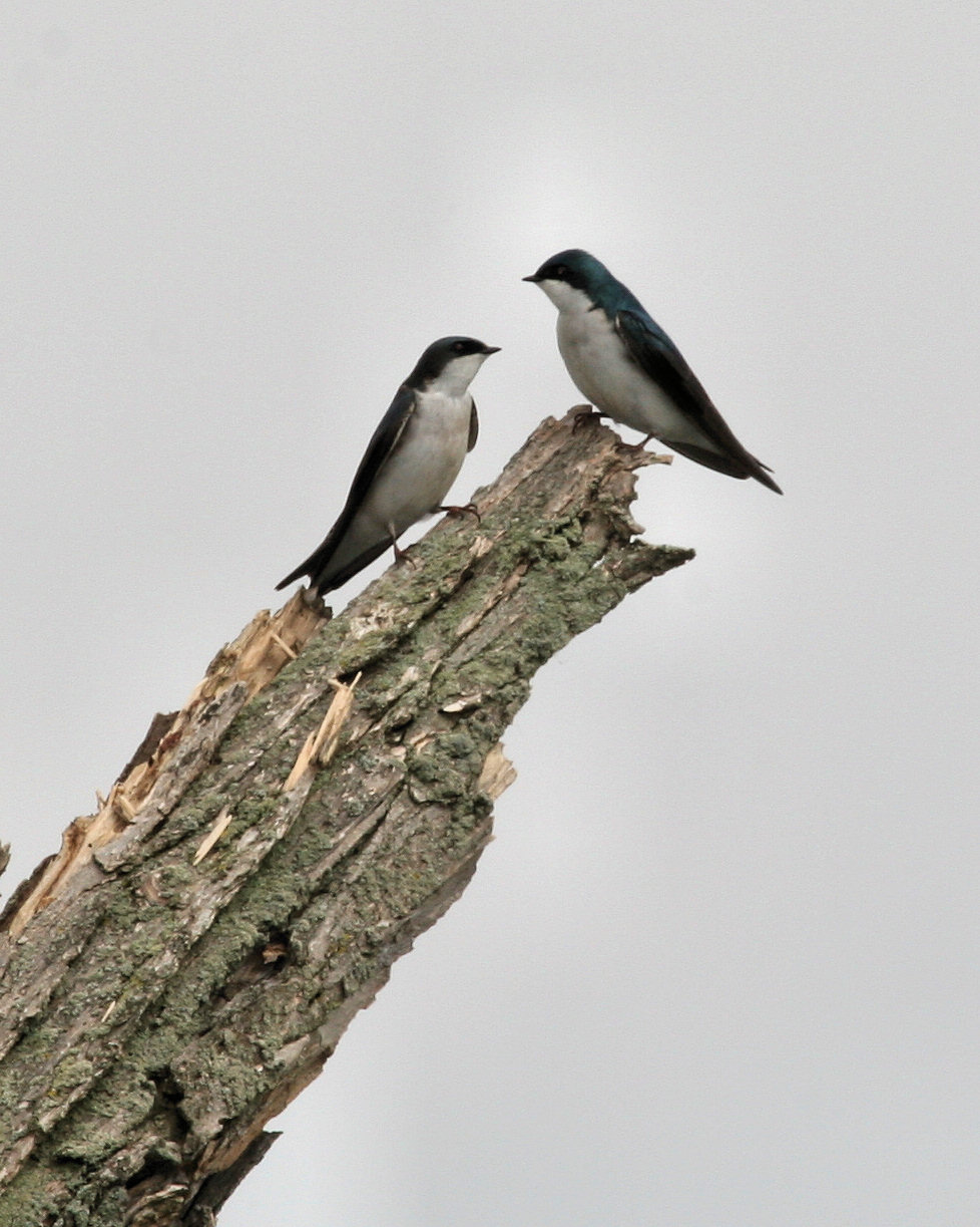 Birds from Behind : Shreve Migration Sensation!