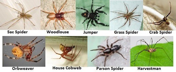 How to tell if a spider is not a brown recluse spiderbytes - wolf spider vs brown recluse