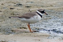 Common Ring Plover_2011