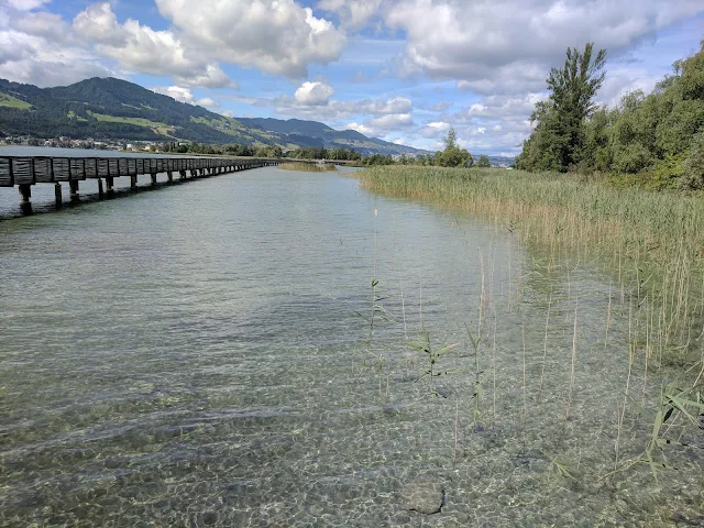 Things to do in Rapperswil: go birdwatching on Lake Zurich