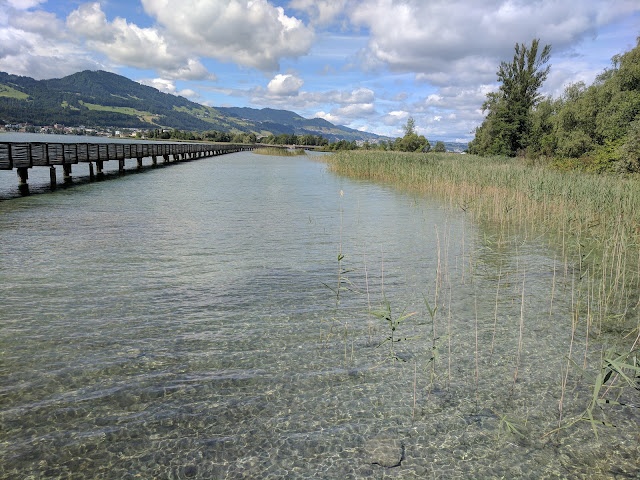 Things to do in Rapperswil: go birdwatching on Lake Zurich