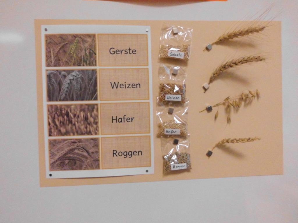 Vom Korn Bis Zum Brot mamamisas welt......: Vom Korn zum Mehl