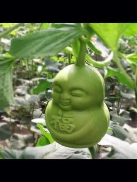 Dưa Lê Thần Tài Giá rẻ nhất