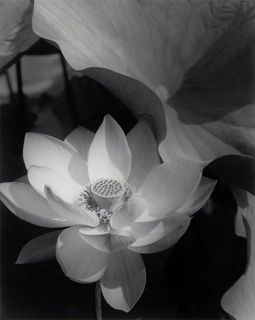 © Edwar Steichen Estate / Condé-Nast Publications