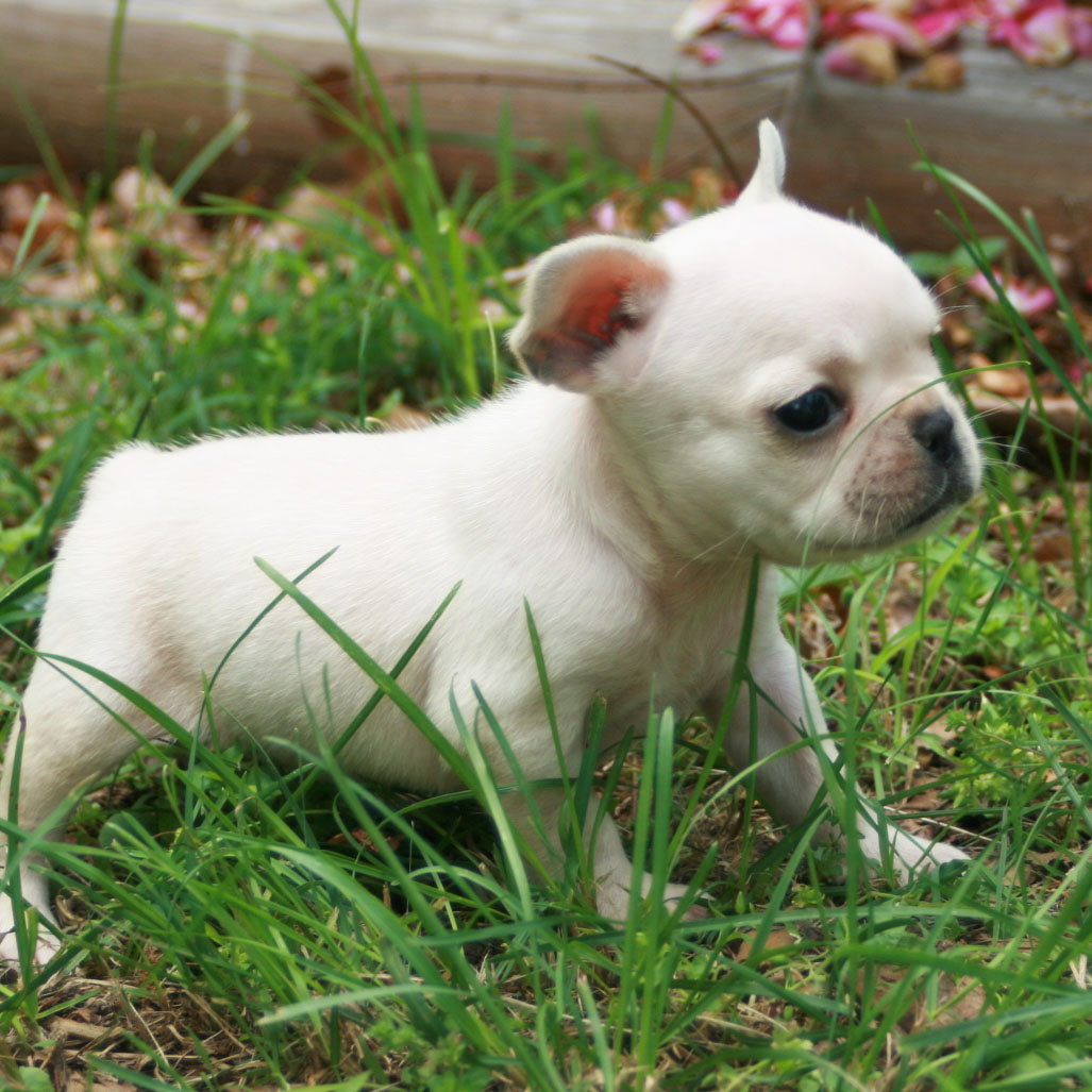 Puppy Gallery Pictures