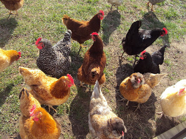 Chickens waiting for feed.