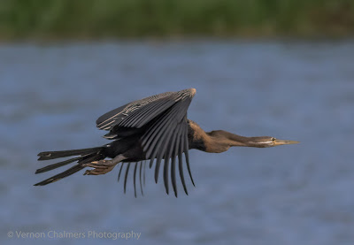 African Darter in Flight : Table Bay Nature Reserve, Woodbridge Island / Cape Town Frame 1/4