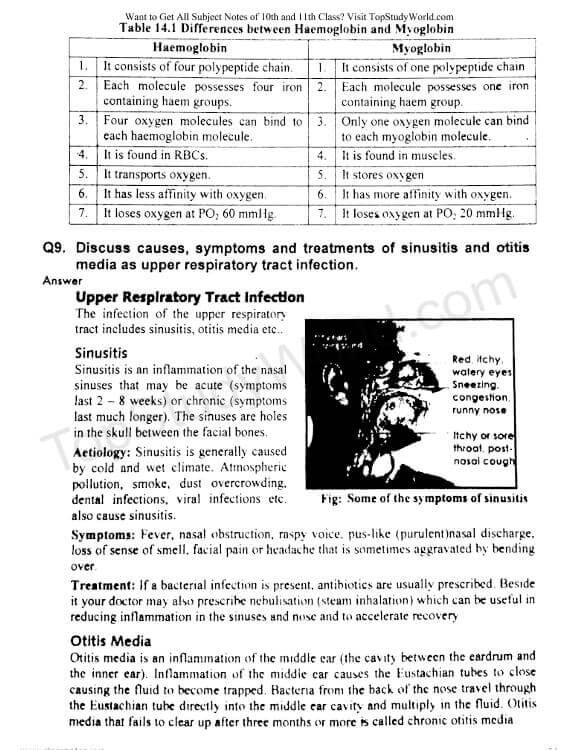 Chapter 14 Respiration Notes in PDF [12th Class] Top Study World