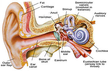 Become a Homeopathy expert: Ear