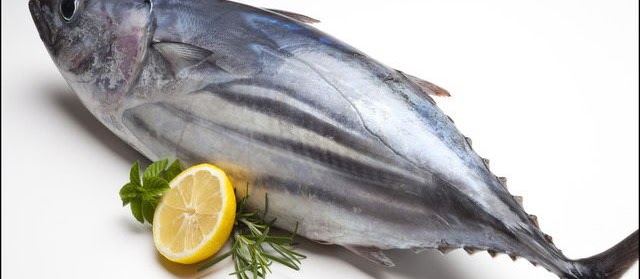 Gambar Ikan Tuna Terbesar dan Termahal Hasil tangkap Indonesia