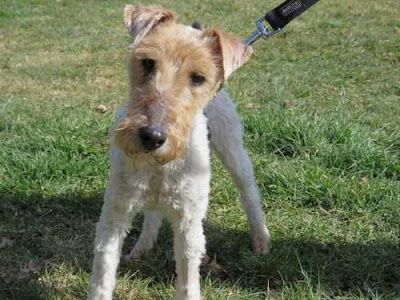 ROXIE - fox terrier 9 ans - Spa de Brugheas (03) Roxie03