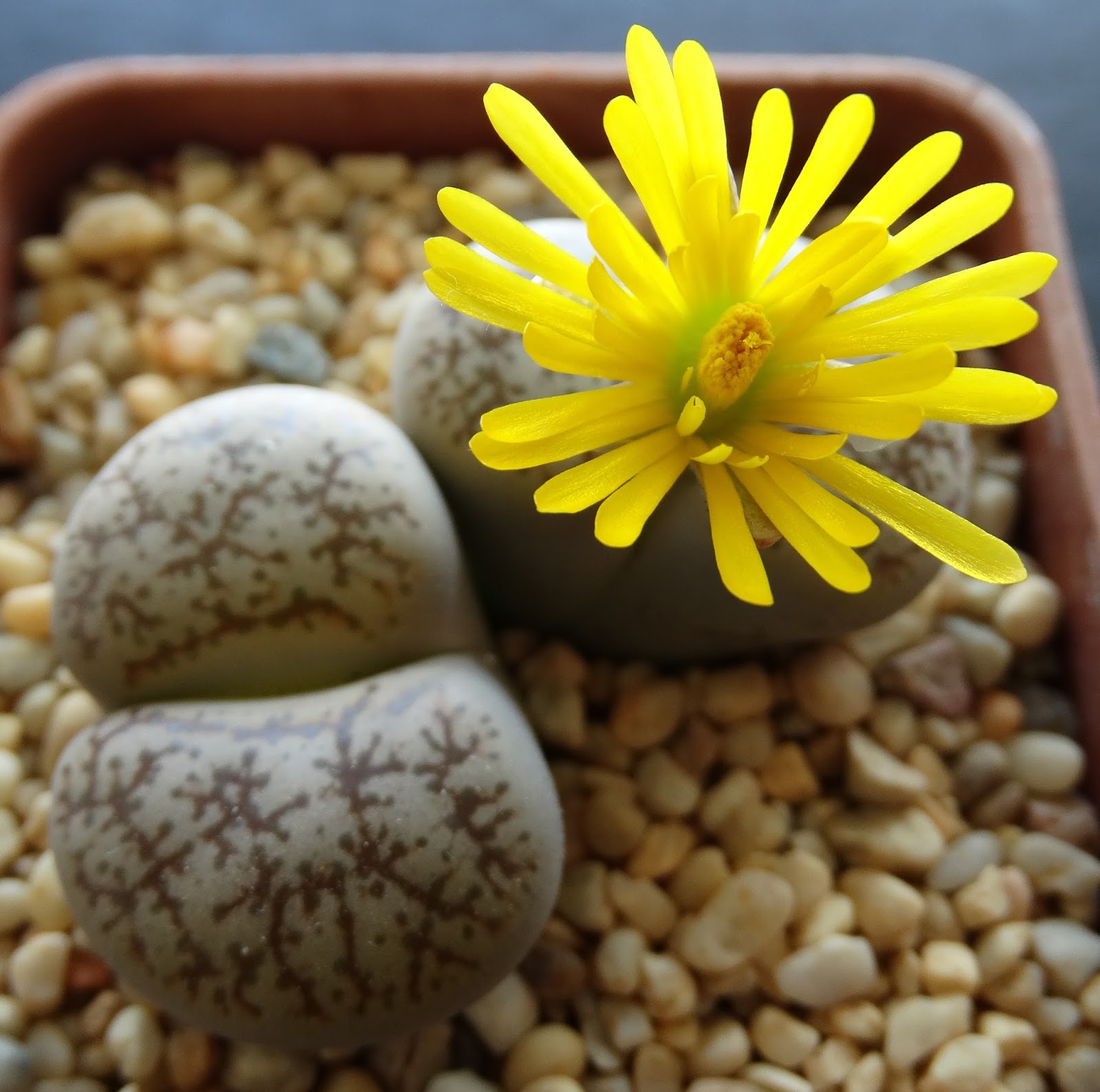 суккуленты литопсы. как поливать литопсы. пересадка живых камней. литопсы пересадка. литопс аргиродерма.