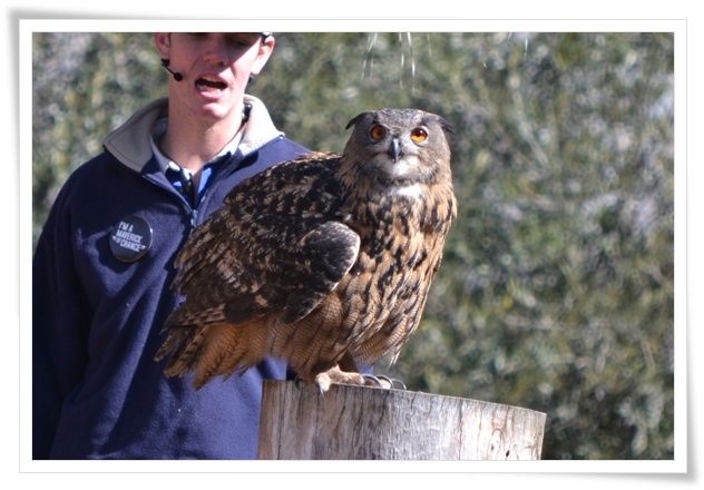LIVING LIFE TO THE MAX: MONTECASINO BIRD GARDENS: BUMPER PHOTOGRAPHIC POST