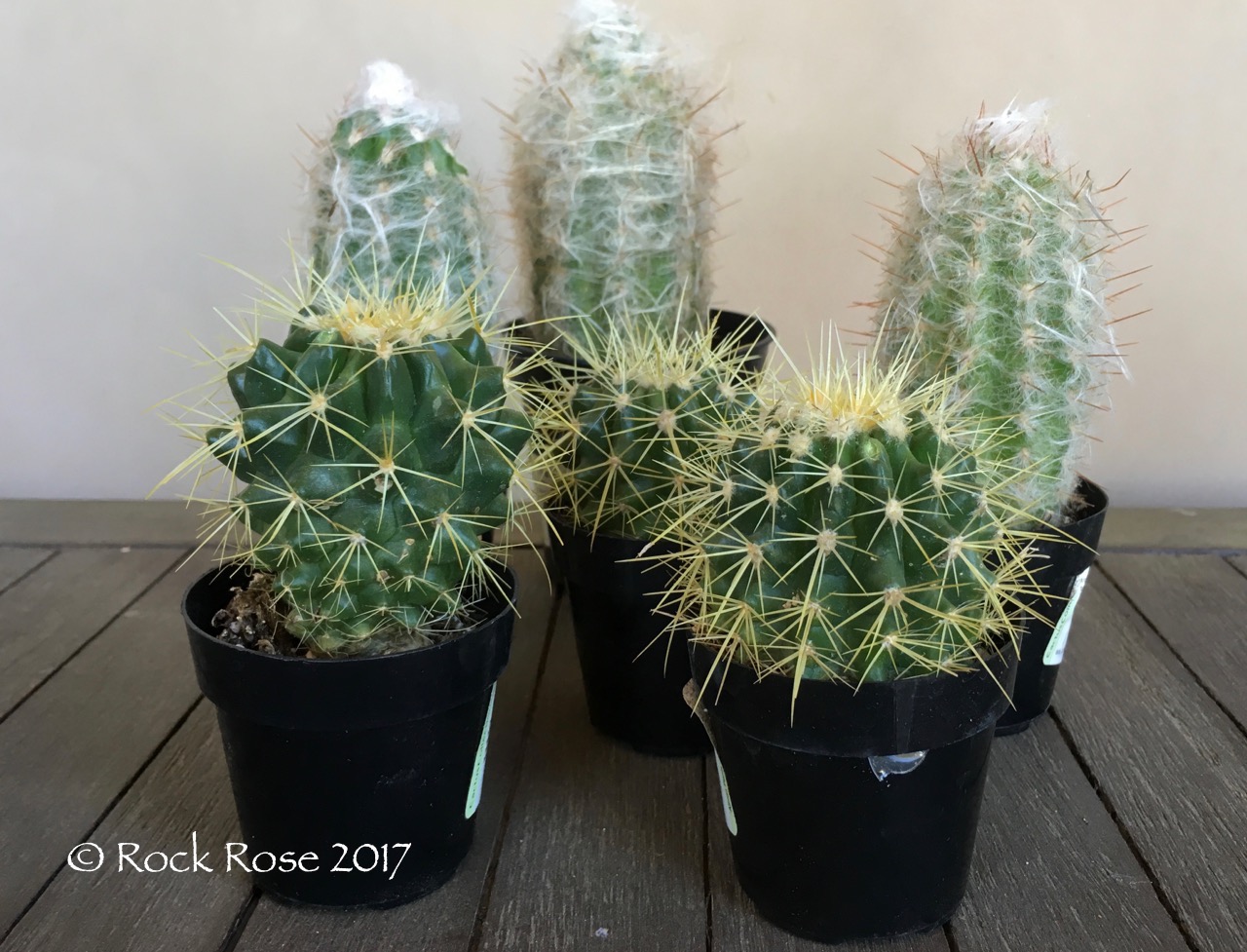 Rock Rose Still On A Cactus Roll However If This Week I Was Thinking About Reducing The Number Of Potted Plants Have All Thoughts Were Out My Head Today When Espied These Cactus On