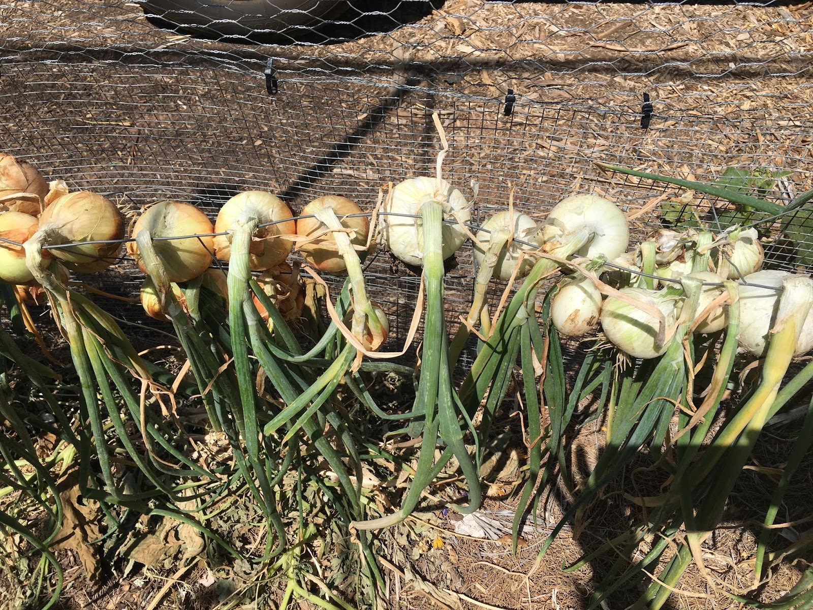 How to grow the perfect onion in the AZ low Desert (or so we hope!)