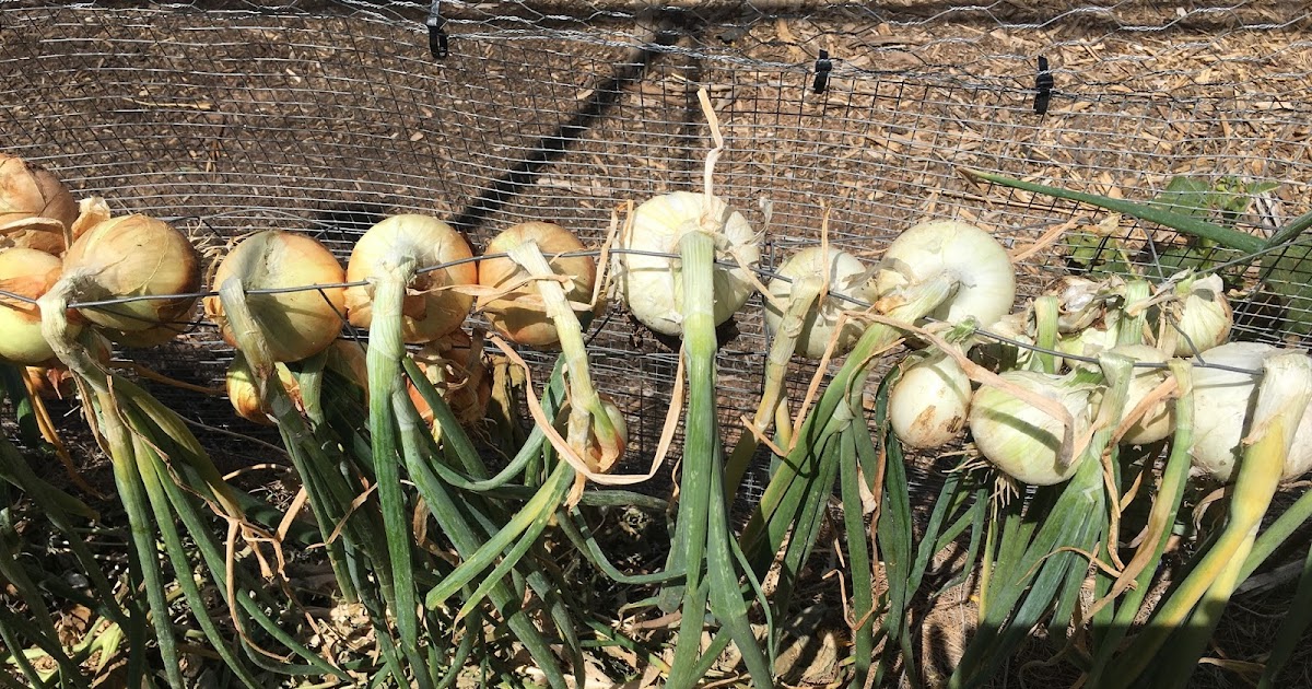 How to grow the perfect onion in the AZ low Desert (or so we hope!)