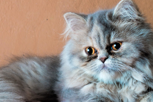 Kucing Persia Medium Kucing Persia Medium