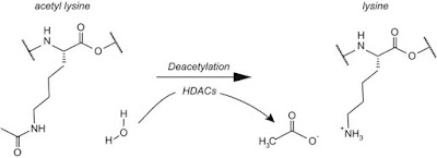 Astrid Cahayani: Mekanisme Scriptaid sebagai Inhibitor Histon ...
