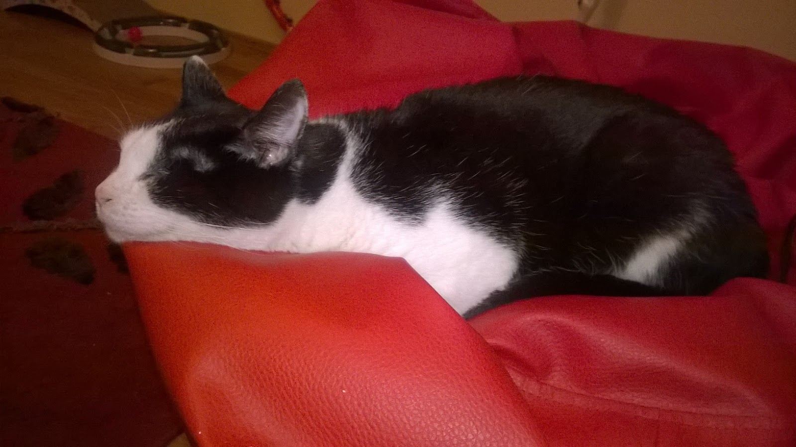 Kot Szuka Domu Larry Walker