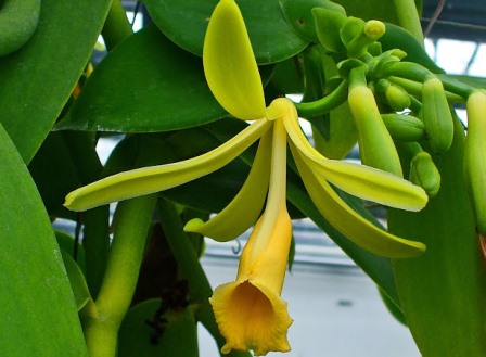 Buah Vanili Untuk Kesehatan Buah Vanili Untuk Kesehatan