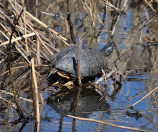 turtle large turtle sunning itself in the reeds of a salt marsh