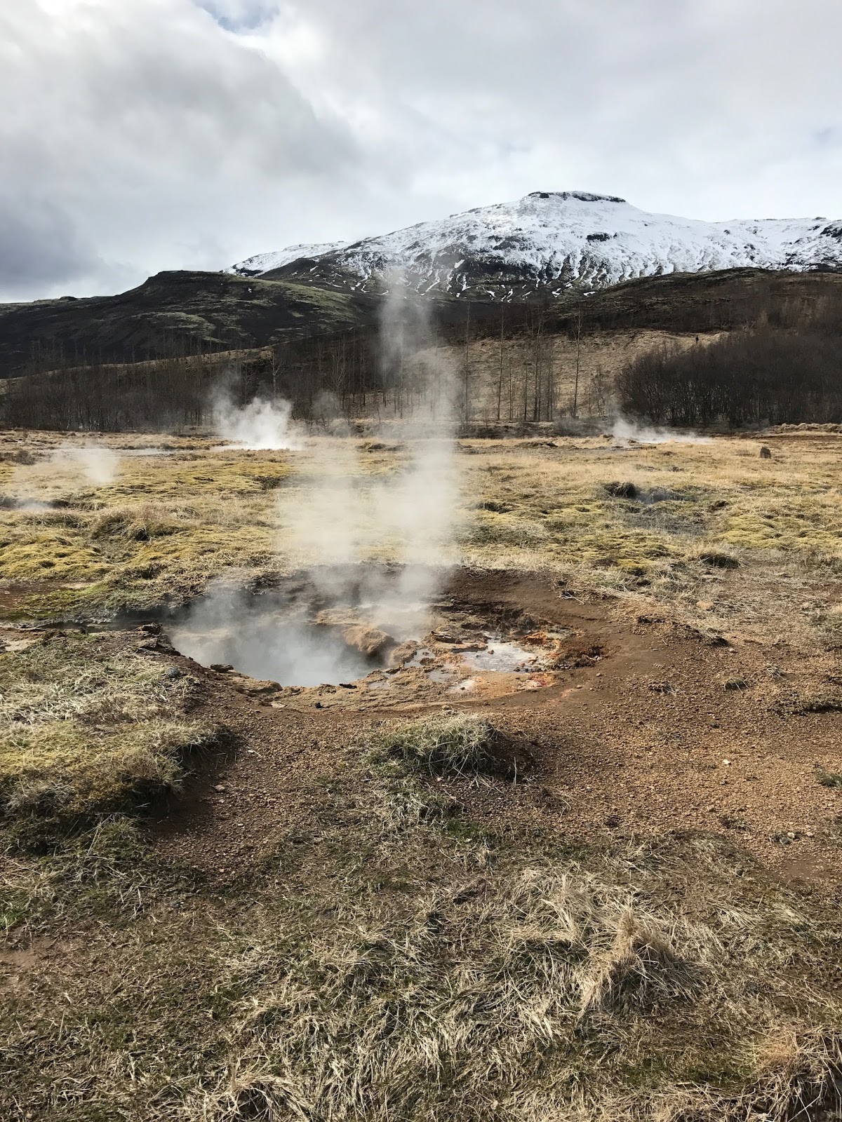 Barb's Tea Shop Icelandic Herbal Tea from Reykjavick