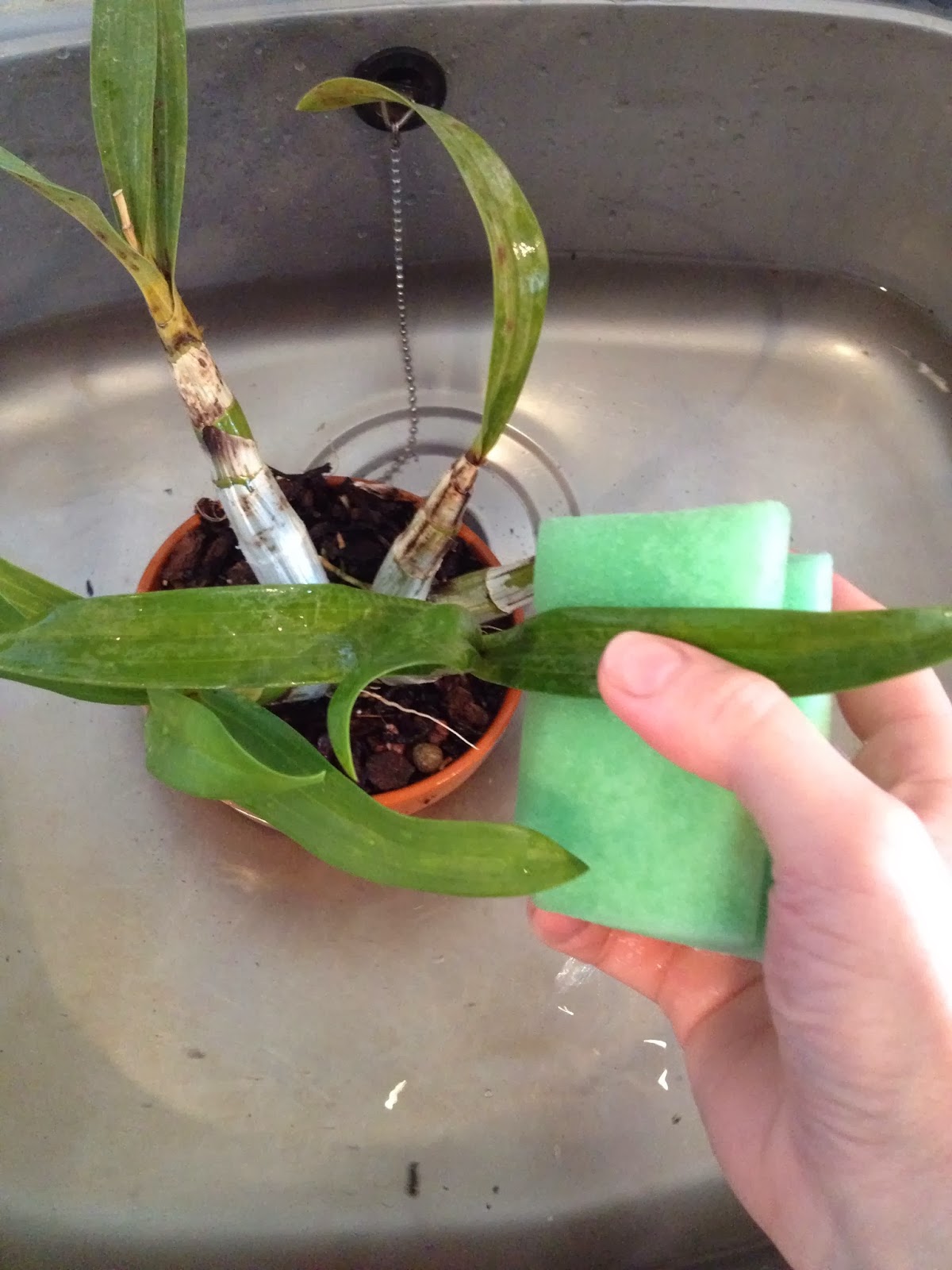 ORCHIDS & OBSERVATIONS: Spider Mites = BATH TIME!