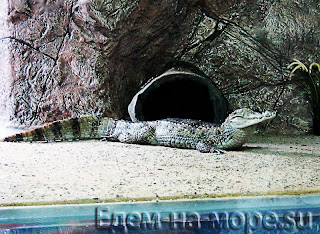 Крокодил в Аквариуме, фото