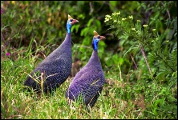 Ayam Mutiara Ungu (Violete guinea fowl)