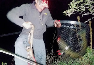 30-inch mouse-eater | Bryan Allison | Always Travel With Fishing Gear