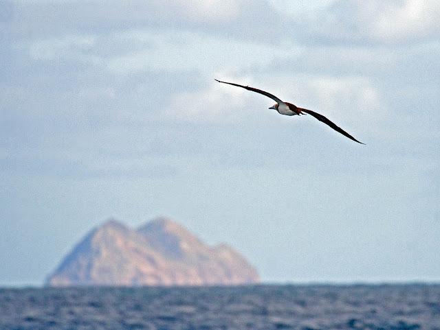 Brown Booby Islas Coronados Brown Booby Islas Coronados