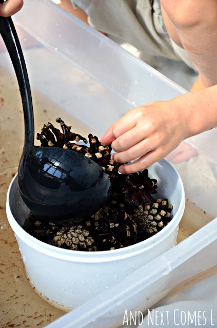 SScooping pinecones in a water sensory bin