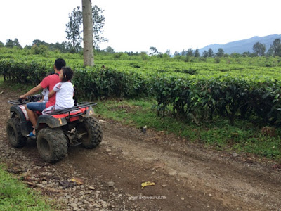Perkebunan Teh Gunung Mas Puncak agrowisata