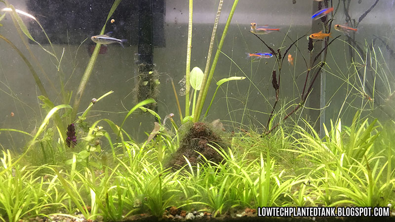 low tech tank